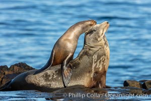 California Sea Lion pup nuzzles its mother, La Jolla, California, Zalophus californianus