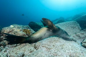 Sea lion scratches its back on underwater stones, Zalophus californianus, Sea of Cortez