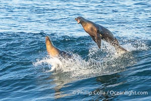 California sea lions surfing in a wave at La Jolla Cove, San Diego, Zalophus californianus