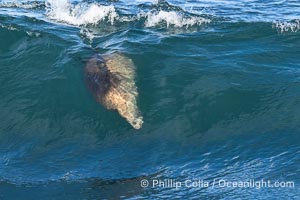 California sea lion surfing in a wave at La Jolla Cove, San Diego, Zalophus californianus