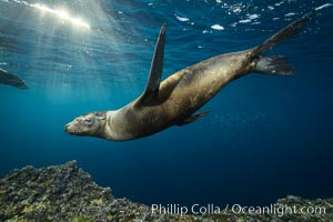 Sea lion underwater in beautiful sunset light, Zalophus californianus, Sea of Cortez