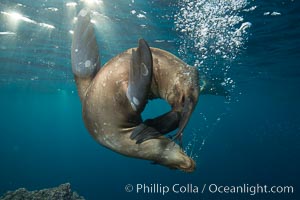 Sea lion underwater in beautiful sunset light, Zalophus californianus, Sea of Cortez