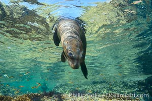 Sea Lion Underwater, Los Islotes, Sea of Cortez