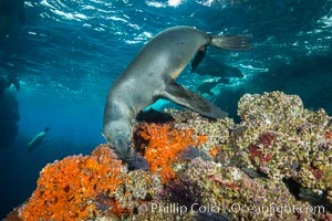 Sea Lion Underwater, Los Islotes, Sea of Cortez