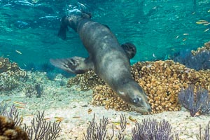 California sea lion underwater, Sea of Cortez, Mexico