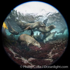 Young sea lions at the Coronado Islands, Baja California, Mexico, Zalophus californianus, Coronado Islands (Islas Coronado)