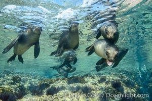 Sea Lions playing in shallow water, Los Islotes, Sea of Cortez