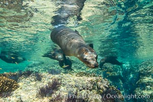 Sea Lions playing in shallow water, Los Islotes, Sea of Cortez