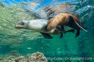 Sea Lions playing in shallow water, Los Islotes, Sea of Cortez