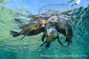 Sea Lions playing in shallow water, Los Islotes, Sea of Cortez