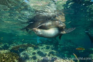 Sea Lions playing in shallow water, Los Islotes, Sea of Cortez