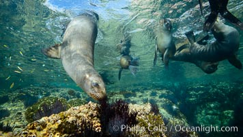 Sea Lions playing in shallow water, Los Islotes, Sea of Cortez