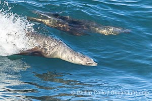 California sea lions surfing in a wave at La Jolla Cove, San Diego, Zalophus californianus