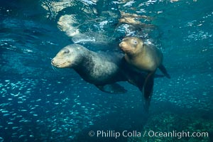 Sea lions underwater, adult male (left) and female (right), Zalophus californianus, Sea of Cortez