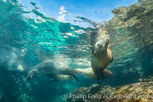 Sea Lions Underwater at Lobera San Rafaelito, Sea of Cortez