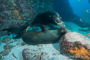 Sea lions underwater, male and female courting / socializing, Zalophus californianus, Sea of Cortez