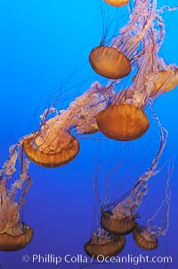 Sea nettles, Chrysaora fuscescens