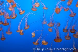 Sea nettle jellyfish, Chrysaora fuscescens