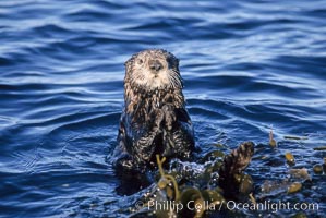 Sea otter resting amidst Macrocystis pyrifera kelp, Enhydra lutris, Macrocystis pyrifera, Monterey, California