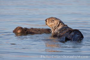 A sea otter mother floats alongside her days-old pup through the water.  The pup still has the fluffy fur it was born with, which traps so much fur the pup cannot dive and floats like a cork, Enhydra lutris, Elkhorn Slough National Estuarine Research Reserve, Moss Landing, California