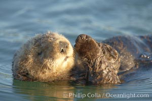 A sea otter, resting on its back, holding its paw out of the water for warmth.  While the sea otter has extremely dense fur on its body, the fur is less dense on its head, arms and paws so it will hold these out of the cold water to conserve body heat, Enhydra lutris, Elkhorn Slough National Estuarine Research Reserve, Moss Landing, California