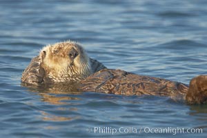 A sea otter, resting and floating on its back, in Elkhorn Slough, Enhydra lutris, Elkhorn Slough National Estuarine Research Reserve, Moss Landing, California