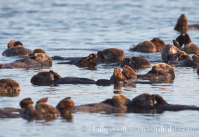 Sea otters, resting on the surface by lying on their backs, in a group known as a raft, Enhydra lutris, Elkhorn Slough National Estuarine Research Reserve, Moss Landing, California