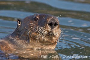 A sea otter, looking at the photographer as it forages for food in Elkhorn Slough, Enhydra lutris, Elkhorn Slough National Estuarine Research Reserve, Moss Landing, California