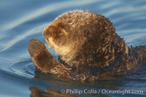 A sea otter, resting on its back, holding its paw out of the water for warmth.  While the sea otter has extremely dense fur on its body, the fur is less dense on its head, arms and paws so it will hold these out of the cold water to conserve body heat, Enhydra lutris, Elkhorn Slough National Estuarine Research Reserve, Moss Landing, California