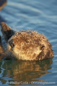 A sea otter, resting and floating on its back, in Elkhorn Slough, Enhydra lutris, Elkhorn Slough National Estuarine Research Reserve, Moss Landing, California