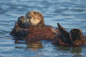 A sea otter resting, holding its paws out of the water to keep them warm and conserve body heat as it floats in cold ocean water, Enhydra lutris, Elkhorn Slough National Estuarine Research Reserve, Moss Landing, California