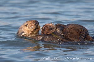 sea otter, Enhydra lutris photo, Elkhorn Slough National Estuarine ...