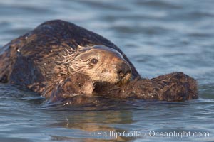 A sea otter mother pulls her days-old pup through the water.  The pup still has the fluffy fur it was born with, which traps so much fur the pup cannot dive and floats like a cork, Enhydra lutris, Elkhorn Slough National Estuarine Research Reserve, Moss Landing, California