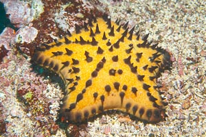 Unidentified sea star (starfish), Cousins