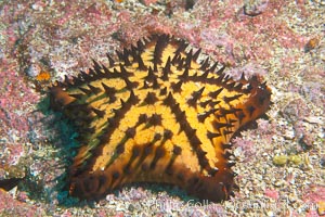 Unidentified sea star (starfish), Cousins