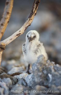 Seabird chick nested among roots of Pisonia trees, Rose Atoll National Wildlife Refuge, Rose Atoll National Wildlife Sanctuary