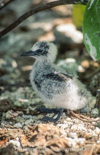 Seabird chick nested among roots of Pisonia trees, Rose Atoll National Wildlife Refuge, Rose Atoll National Wildlife Sanctuary