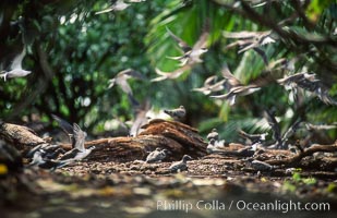 Seabirds shelter among Pisonia trees on Rose Atoll, Rose Atoll National Wildlife Refuge