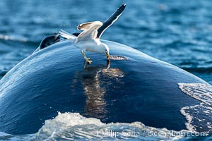 Seagull picks skin off a southern right whale, leaving a lesion that may become infected and which scientists have shown to be stressful to young calves, Eubalaena australis, Puerto Piramides, Chubut, Argentina