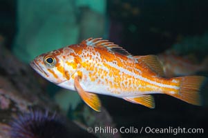 Canary rockfish, juvenile.  The bright orange color of this rockfish will not be so visible at depth, where seawater filters out the red lightwaves that allow this color to be seen, Sebastes pinniger