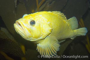 Grass rockfish.  Most grass rockfish are olive green.  This one yellow, an uncommon genetic variation, Sebastes rastrelliger