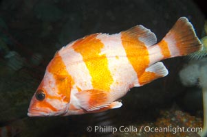 Flag rockfish, Sebastes rubrivinctus