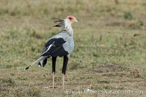 Secretary bird, a large bird of prey in Kenya, Sagittarius serpentarius, Olare Orok Conservancy