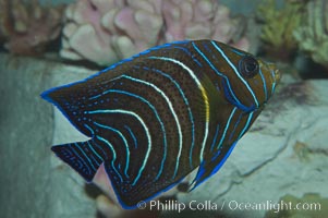 Semicircle angelfish, juvenile form, Pomacanthus semicirculatus