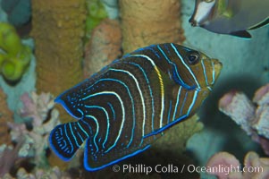 Semicircle angelfish, juvenile form, Pomacanthus semicirculatus