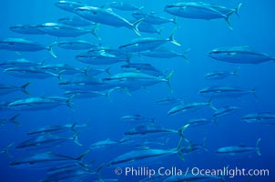 School of juvenile North Pacific Yellowtail, attracted to nearby drift kelp, open ocean, Seriola lalandi, San Diego, California