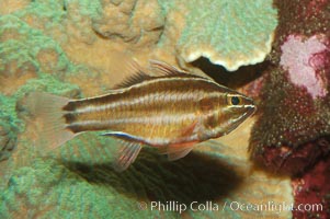 Sevenstriped cardinalfish, Apogon novemfasciatus