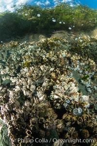 Shallow water reef with coniferous forest hanging over the water, Browning Pass, Vancouver Island