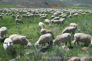 Sheep grazing in grass meadow, near Bodie Town, Bodie State Historical Park, California