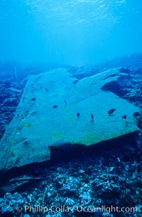 Hull plate,  wreck of F/V Jin Shiang Fa, Rose Atoll National Wildlife Sanctuary